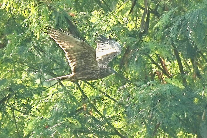 Eastern Marsh Harrier - ML647412152