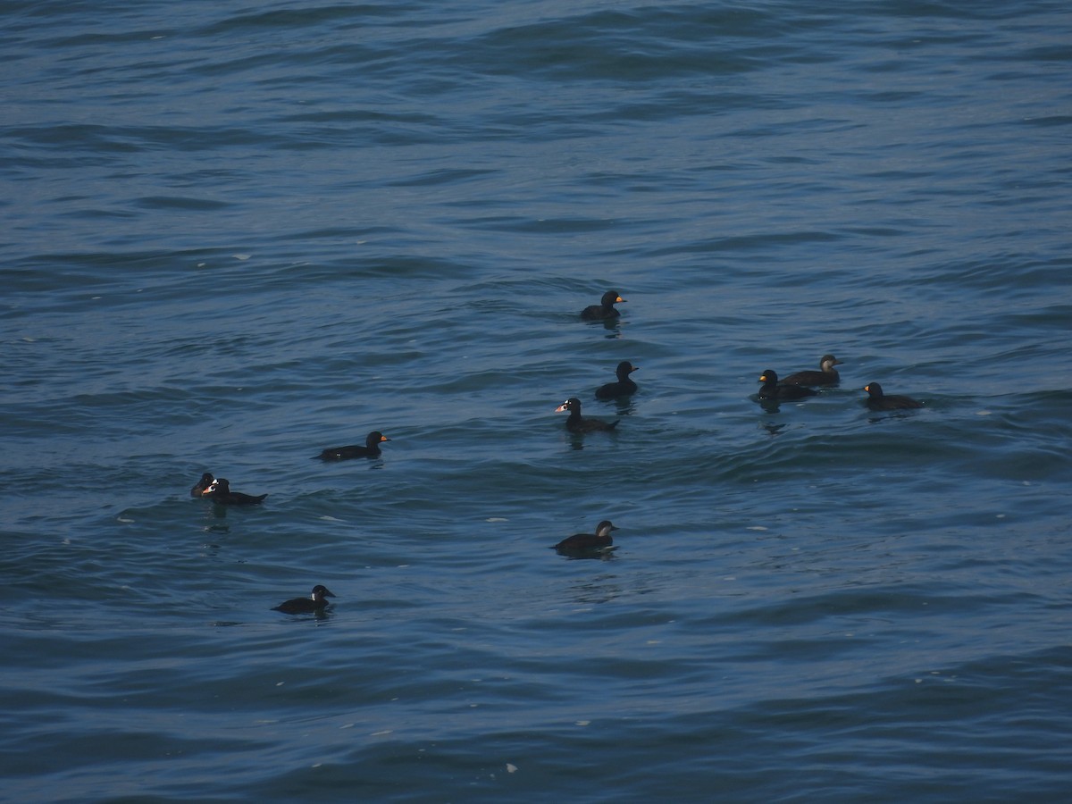 Американская синьга - ML647412167