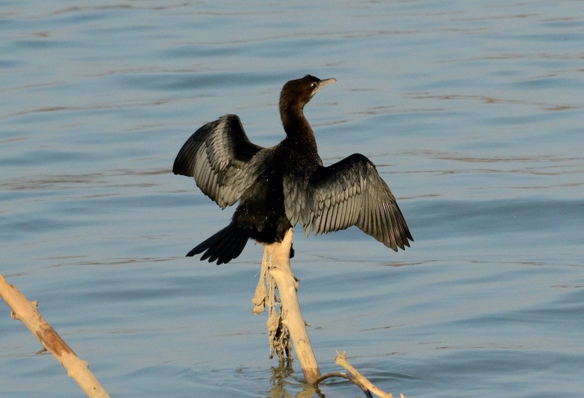 Pygmy Cormorant - ML647412177