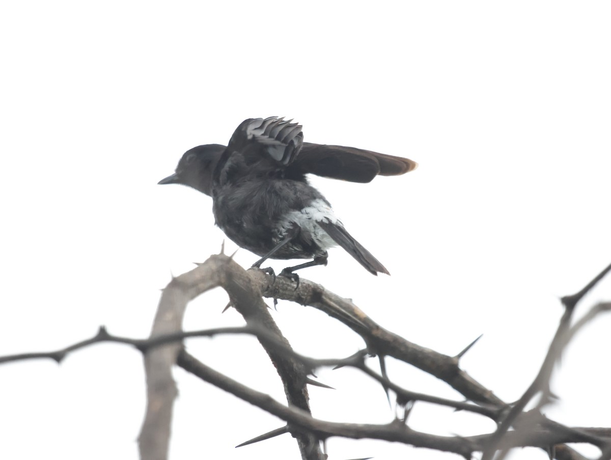 白斑黑石䳭 - ML647412179