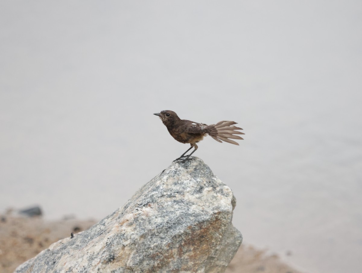 白斑黑石䳭 - ML647412180