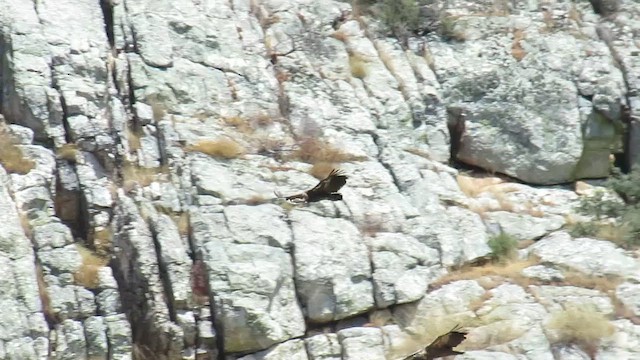 Rüppell's Griffon - ML647412199