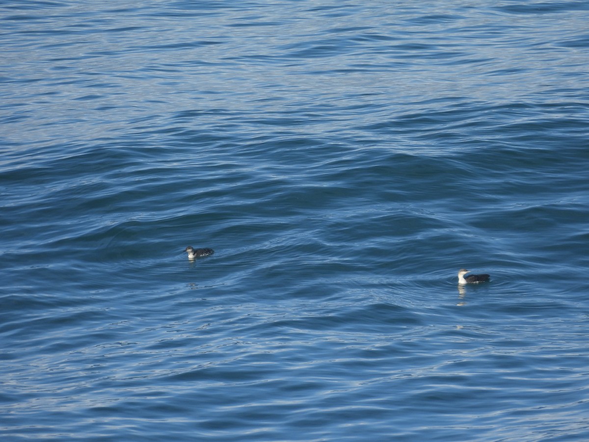 Red-throated Loon - ML647412200
