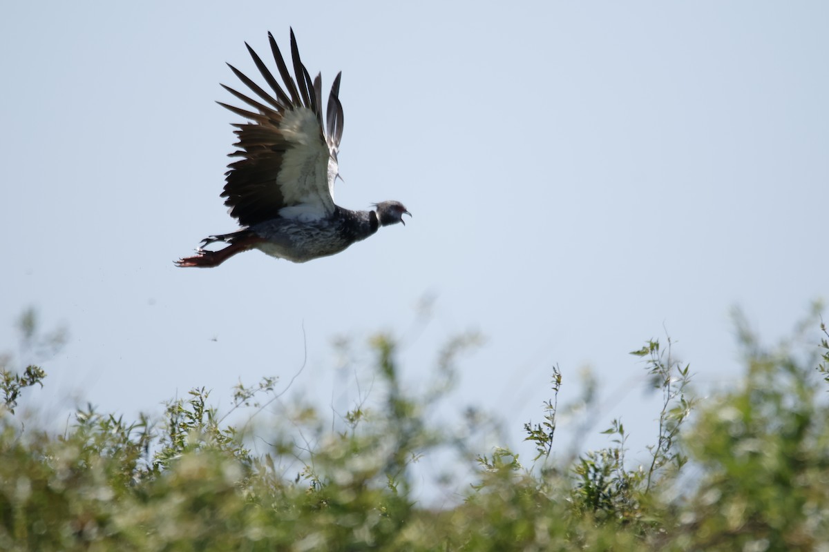 Southern Screamer - ML647412205