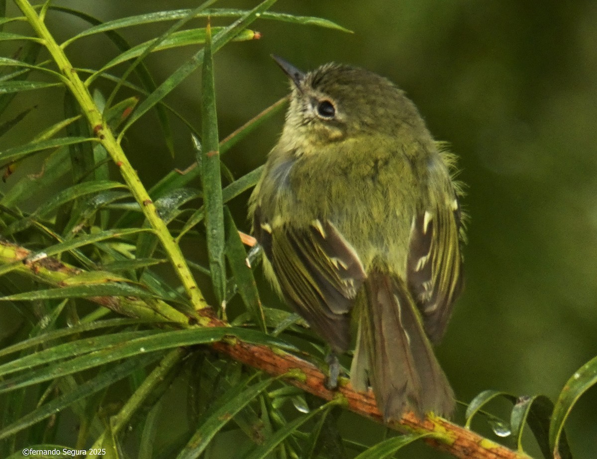 Mottle-cheeked Tyrannulet - ML647412206