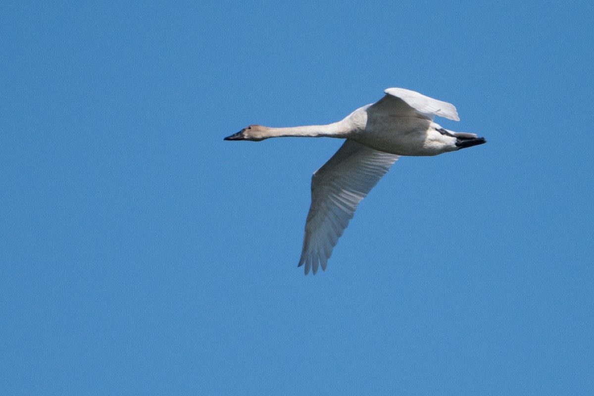 Trumpeter Swan - ML64741221