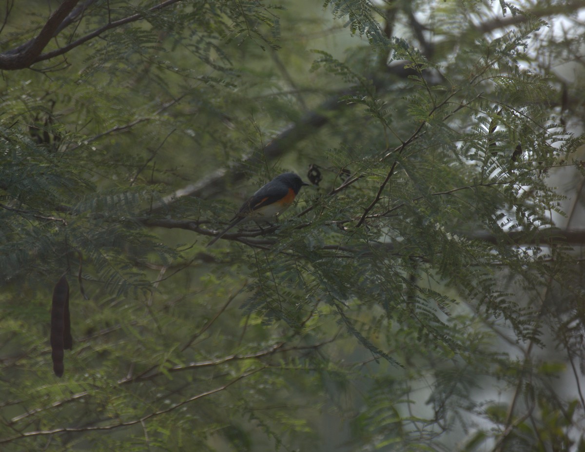 Small Minivet - ML647412214