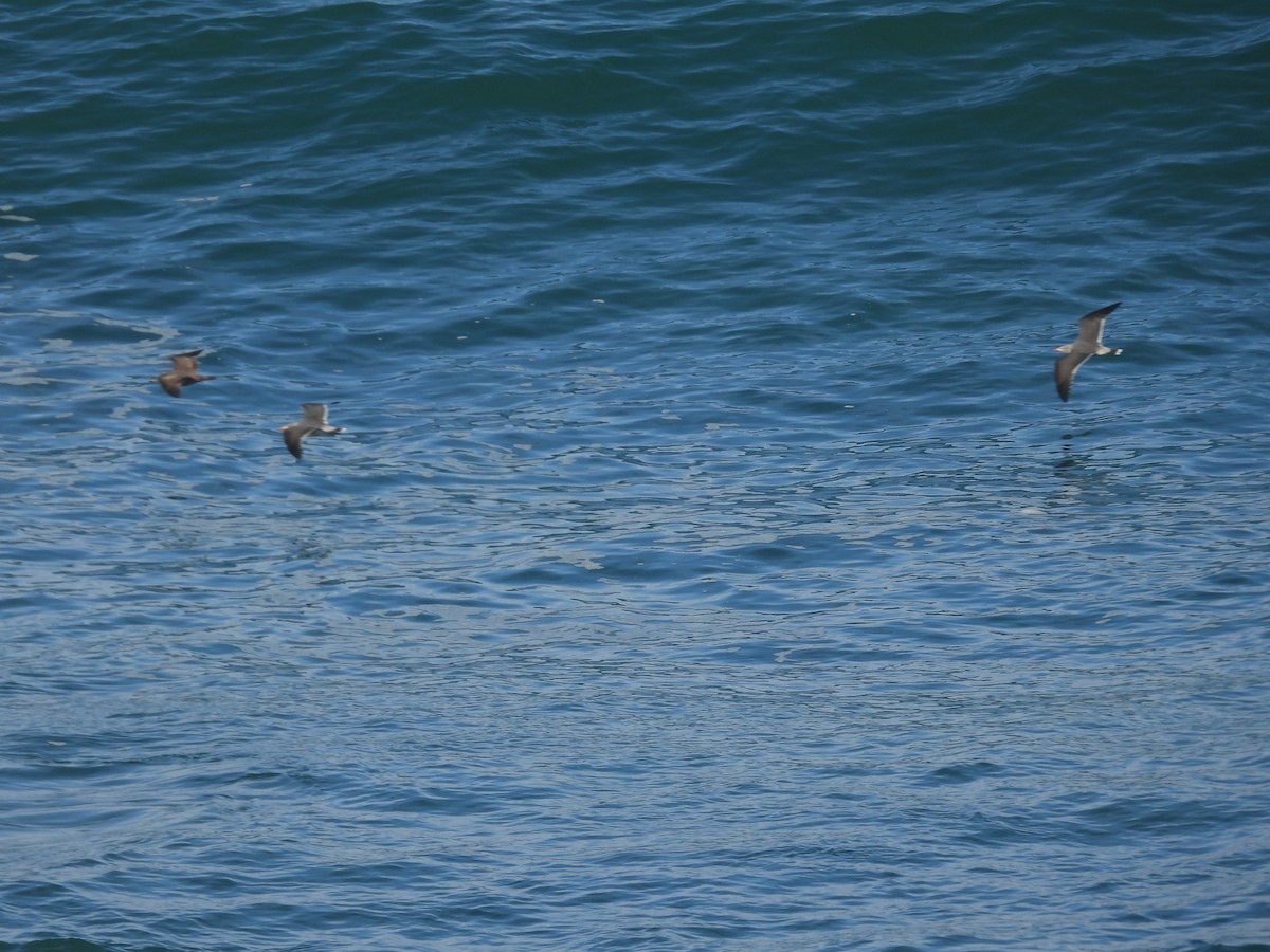 Heermann's Gull - ML647412216