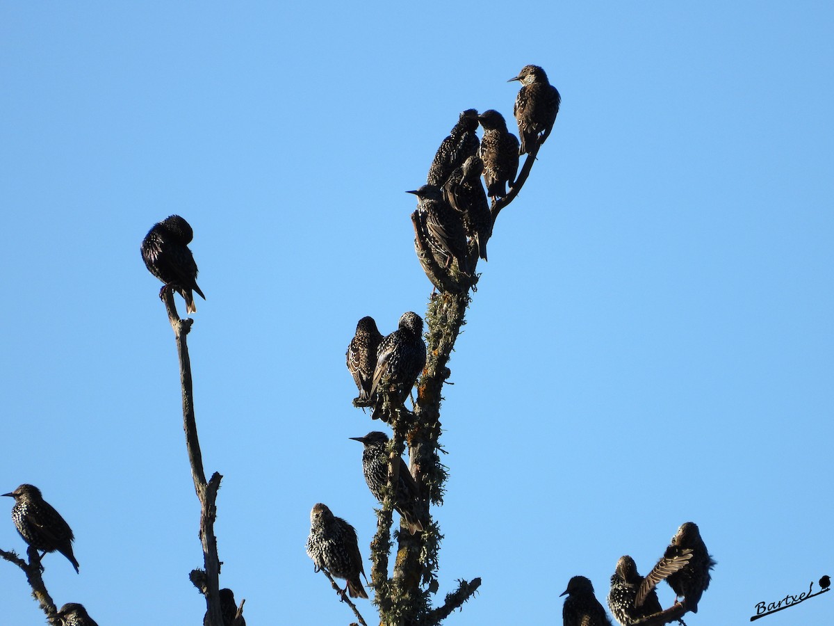 European Starling - ML647412217