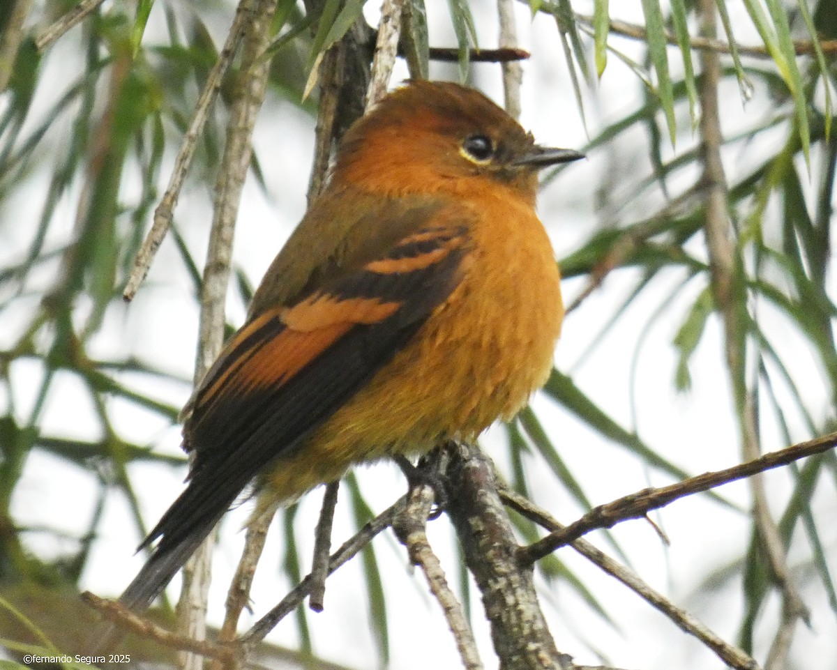 Cinnamon Flycatcher - ML647412223