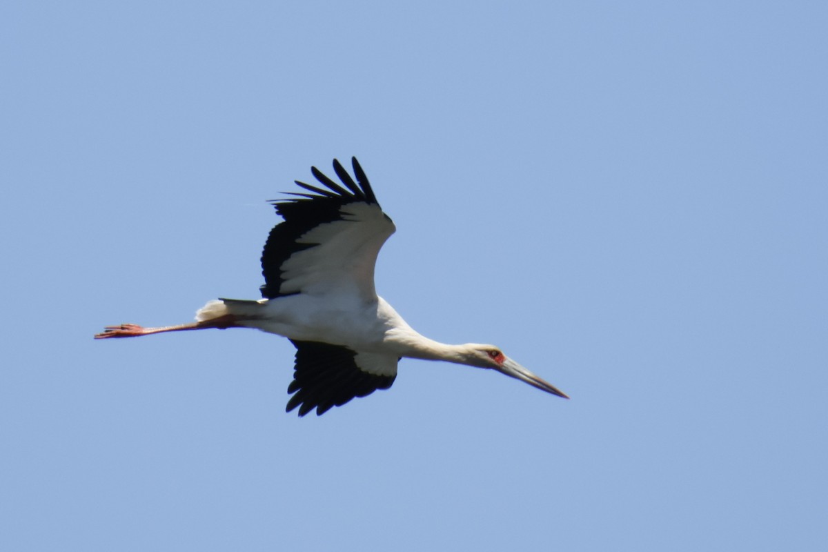 Maguari Stork - ML647412224