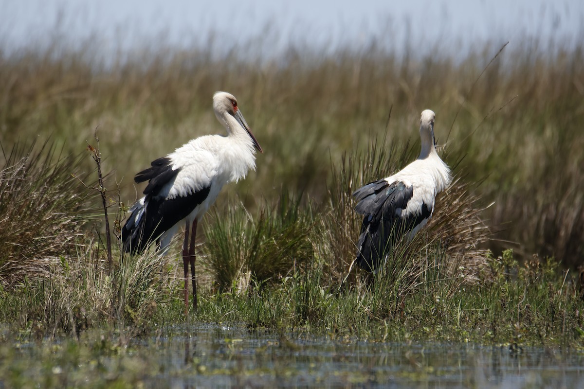 Maguari Stork - ML647412226