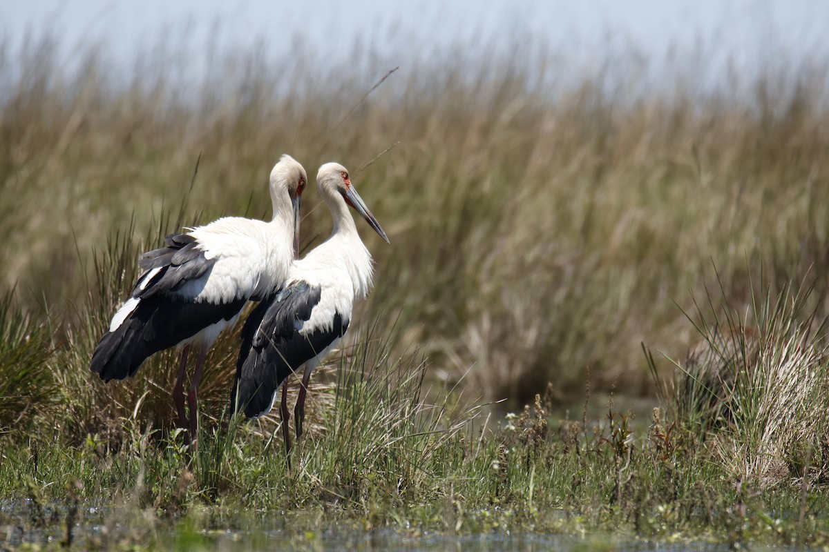 Maguari Stork - ML647412227