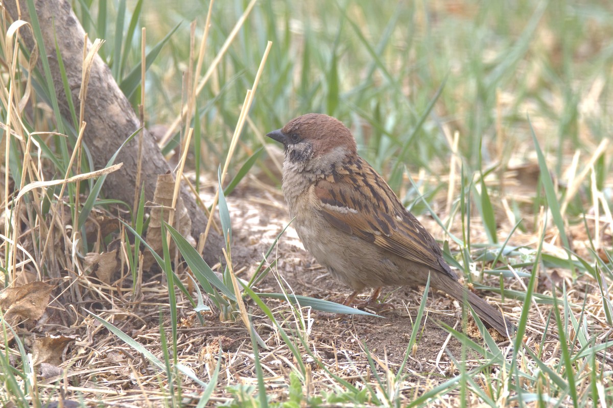 Gorrión Molinero - ML647412232