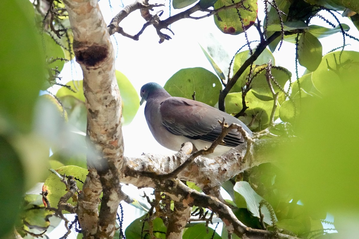 Paloma Colorada - ML647412235