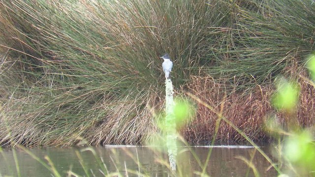 Martín Gigante Norteamericano - ML647412237