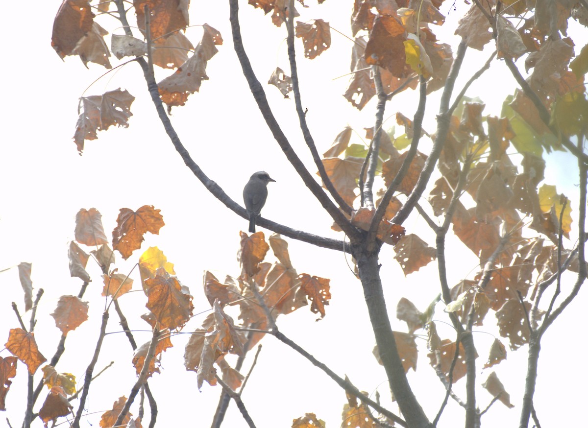 Common Woodshrike - ML647412239