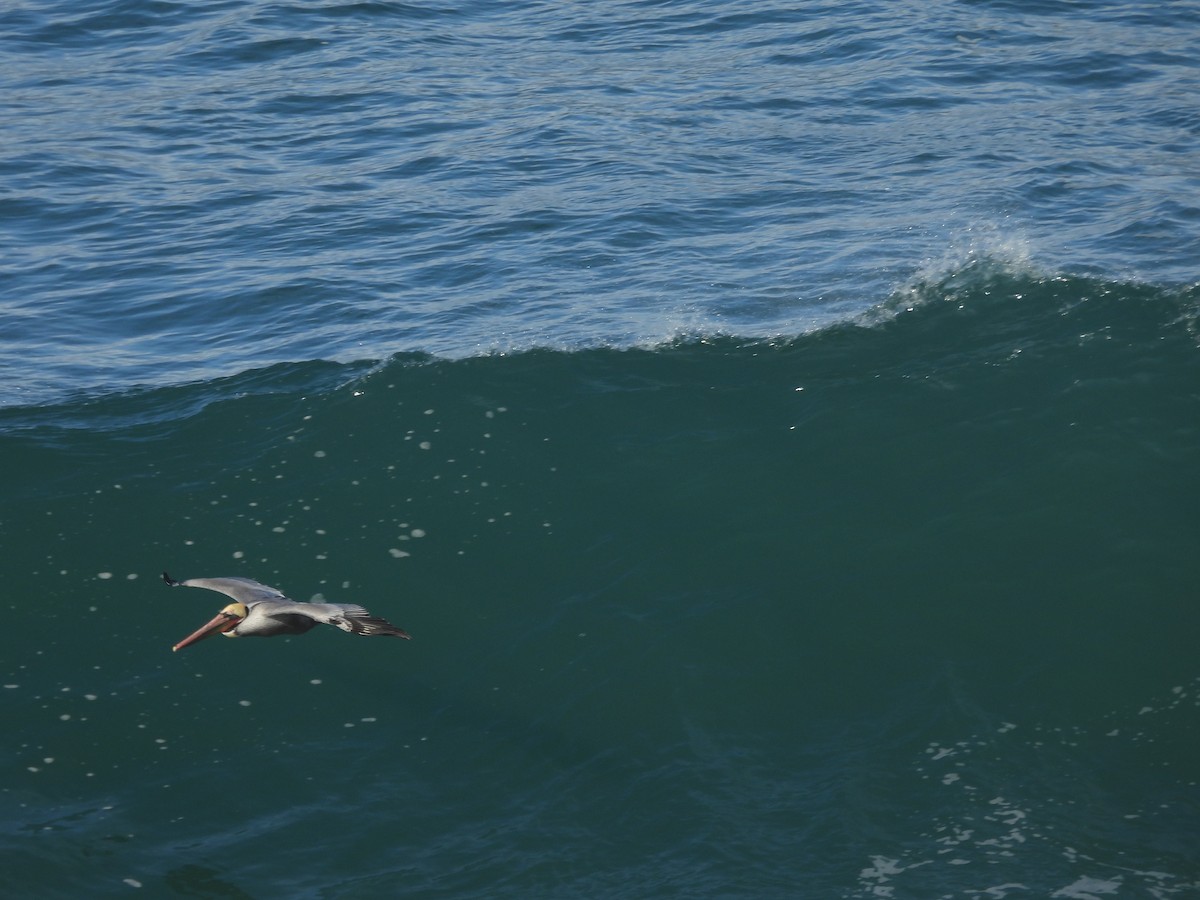 Brown Pelican - ML647412241