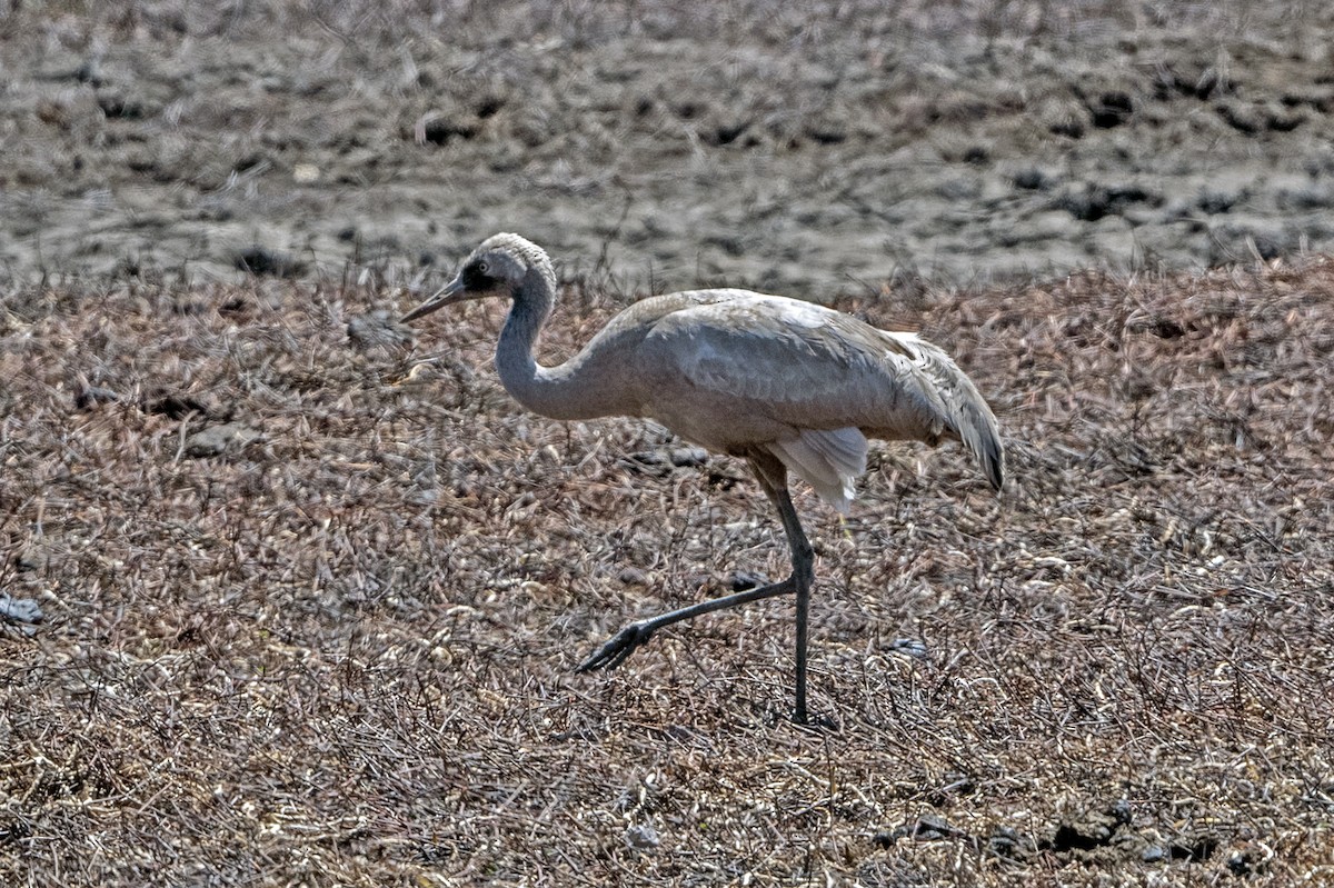 Grulla Común - ML647412243