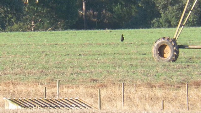 Ibis Eremita - ML647412244