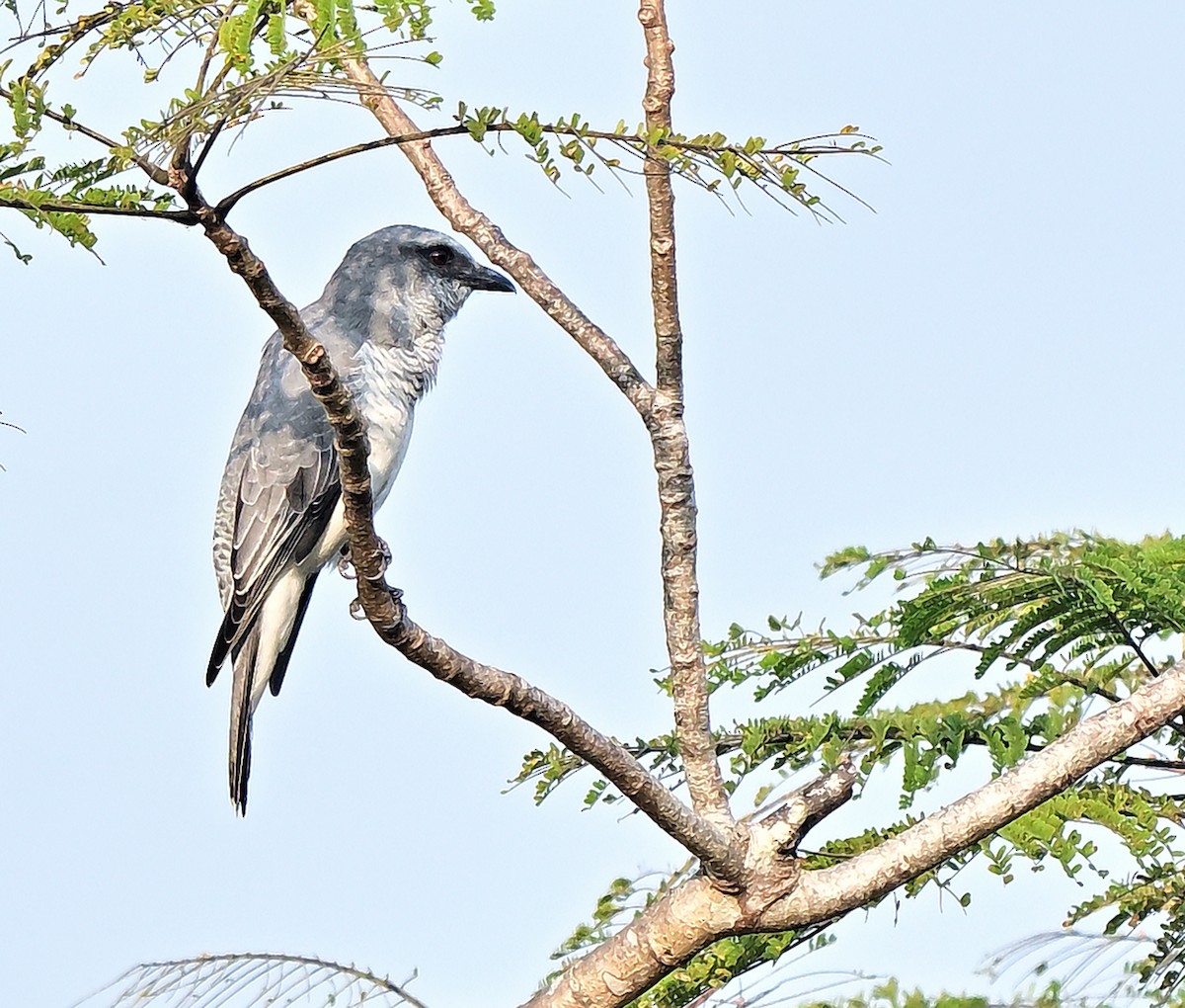 Oruguero Indio - ML647412245