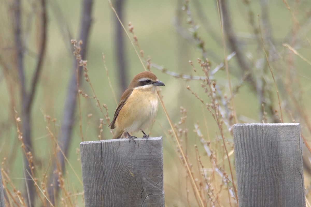 Alcaudón Pardo - ML647412247