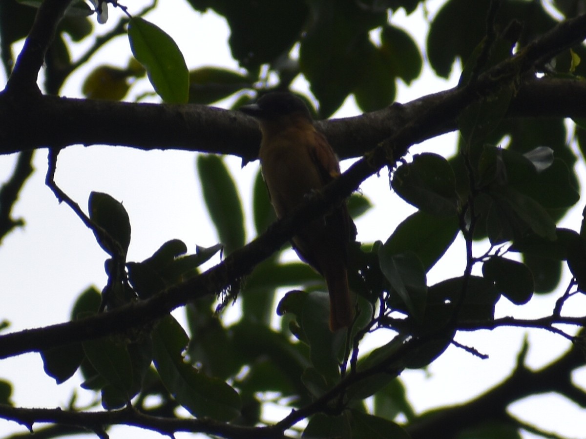 Anambé Gorjirrosa - ML647412248