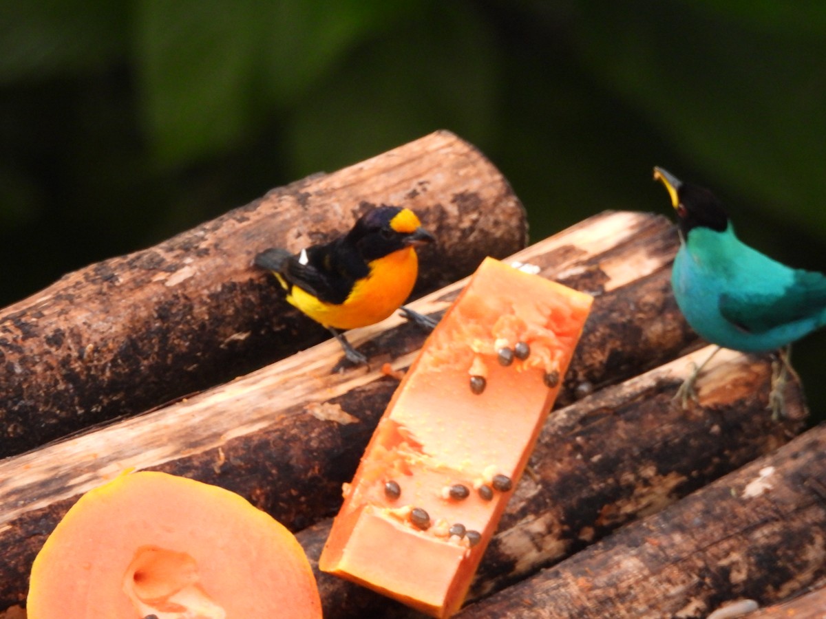 Eufonia Violácea - ML647412249