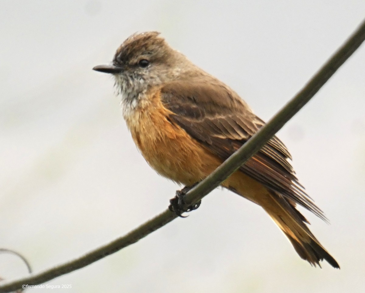 Birro Grande - ML647412251