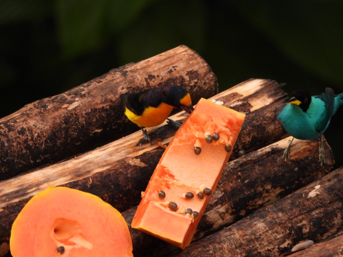 Eufonia Violácea - ML647412252