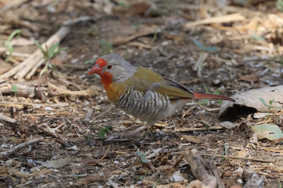 Estrilda Melba - ML647412254