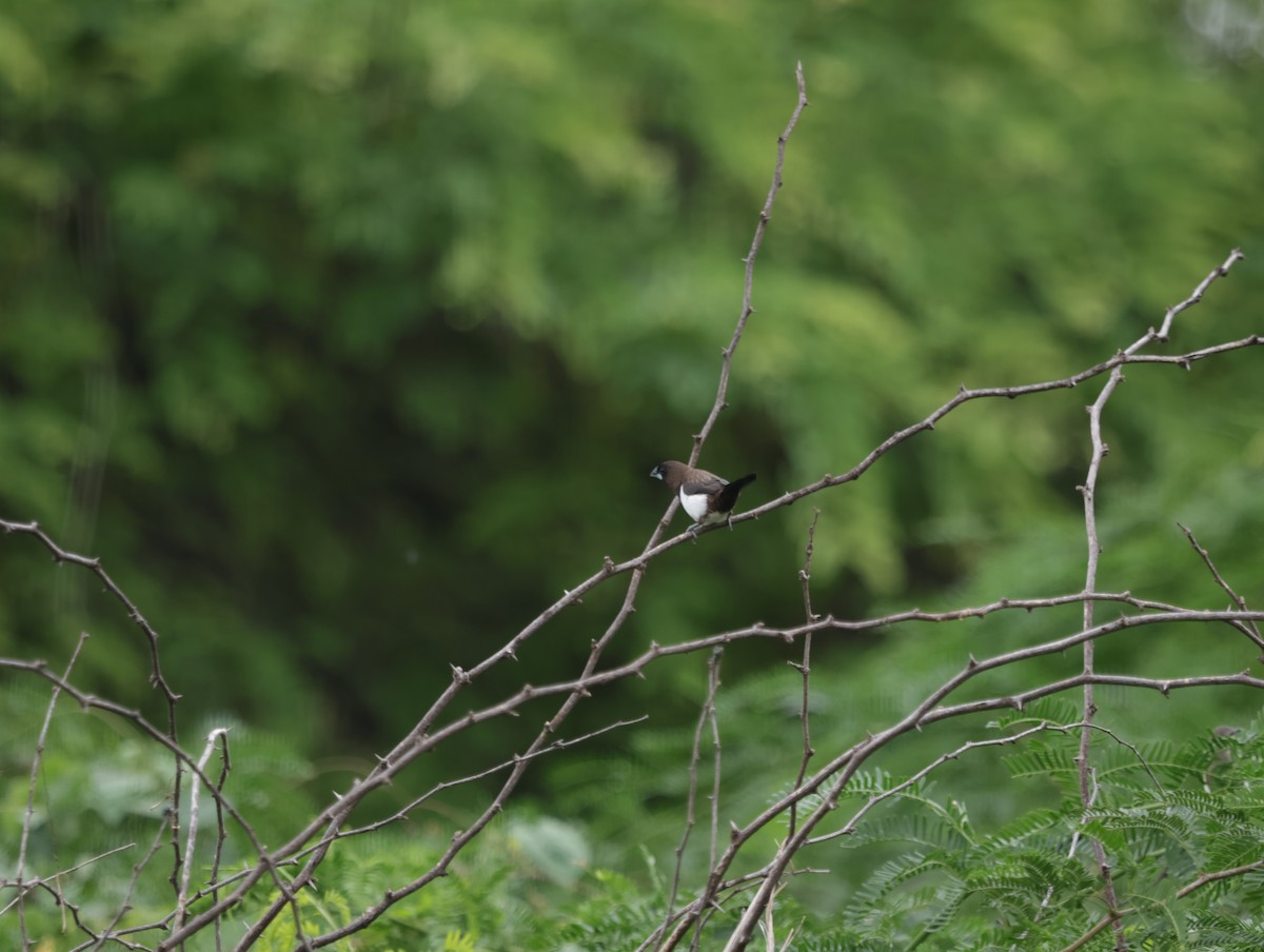 Capuchino Culiblanco - ML647412256