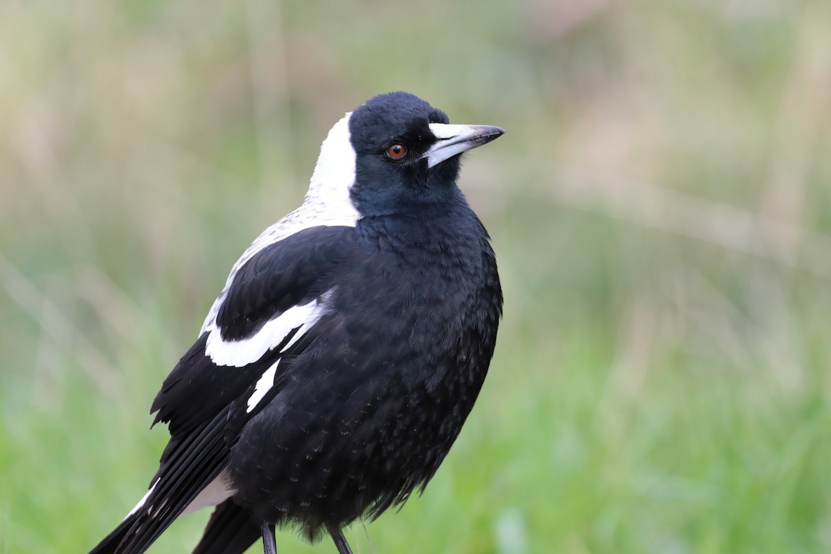 Verdugo Flautista - ML647412259