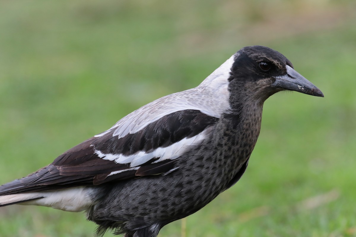 Verdugo Flautista - ML647412261