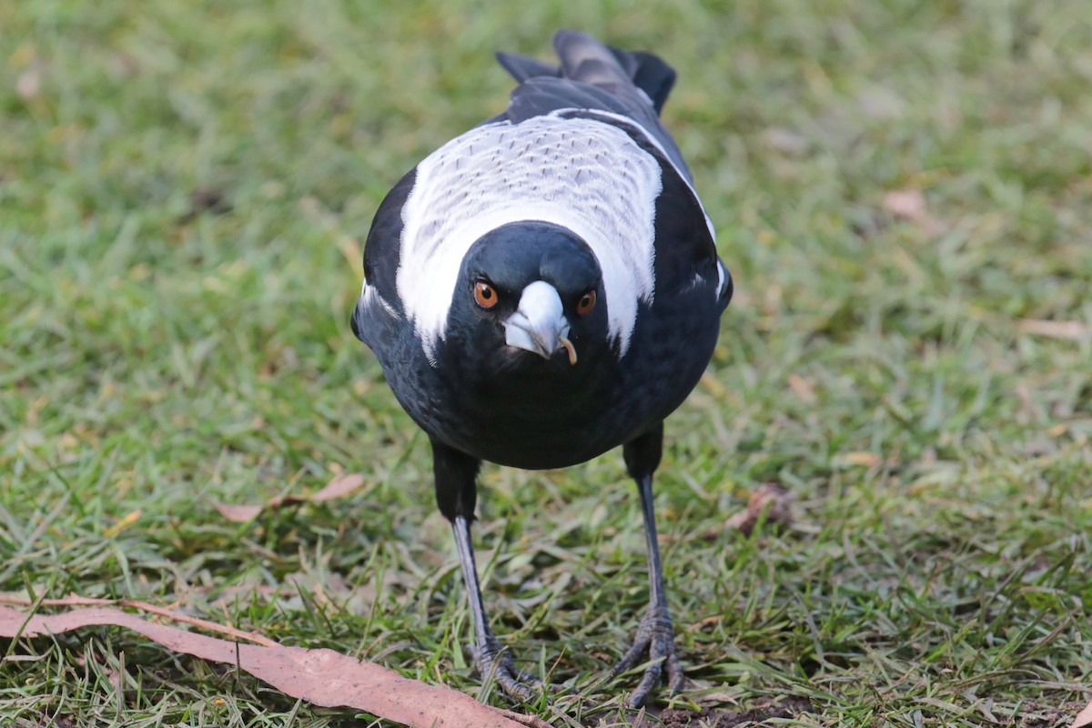 Verdugo Flautista - ML647412262