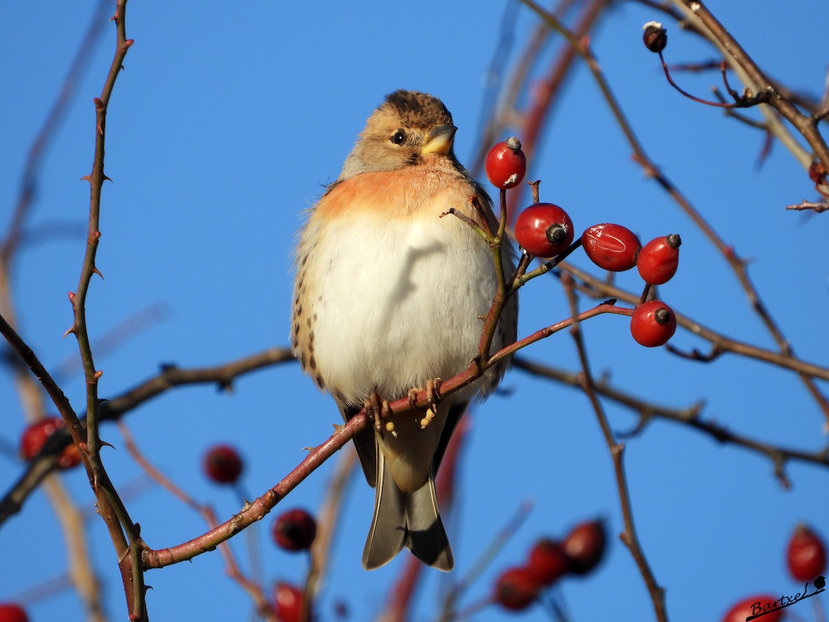 Pinzón Real - ML647412263