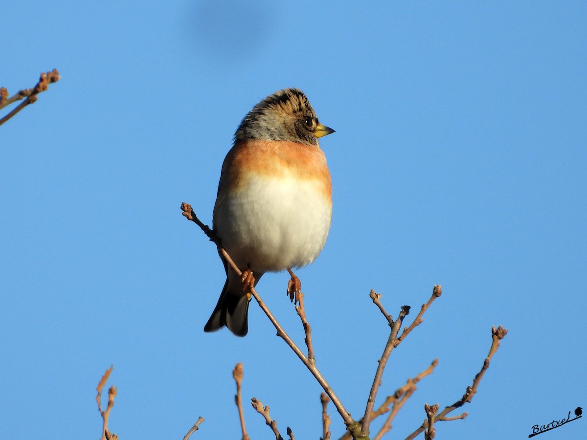 Pinzón Real - ML647412265