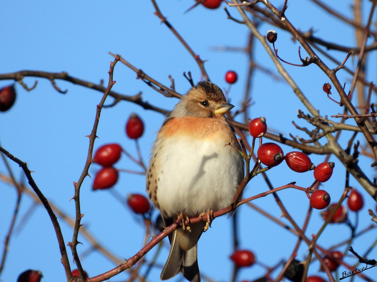 Pinzón Real - ML647412266