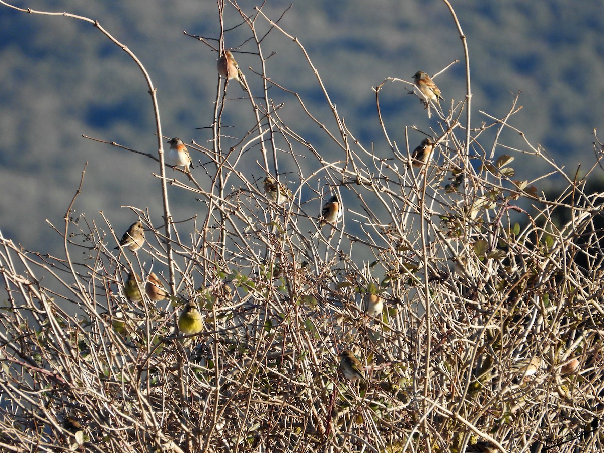 Pinzón Real - ML647412267