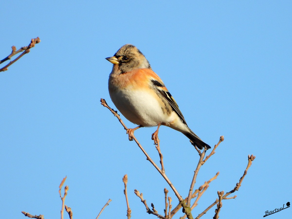 Pinzón Real - ML647412268