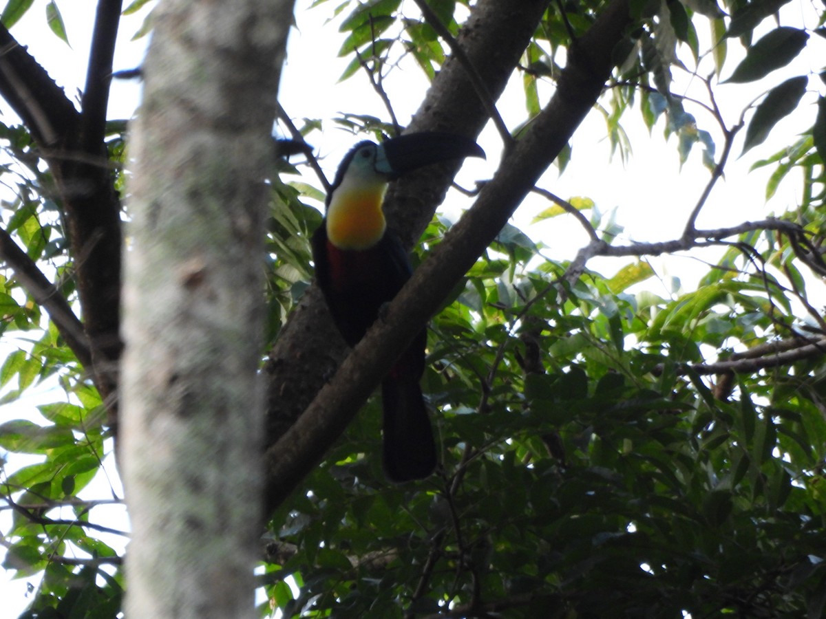Tucán Vitelino - ML647412274