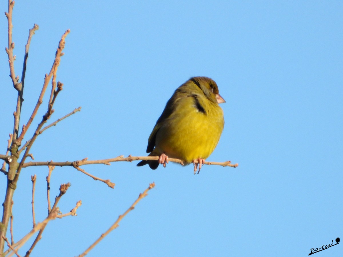 Verderón Común - ML647412276