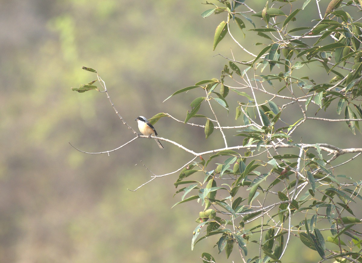 Alcaudón Dorsicastaño - ML647412278