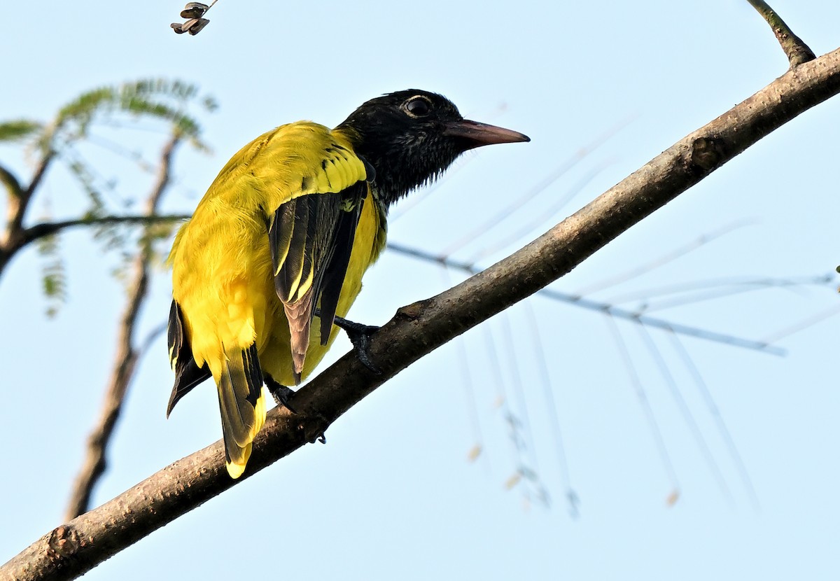 Oropéndola Encapuchada - ML647412279