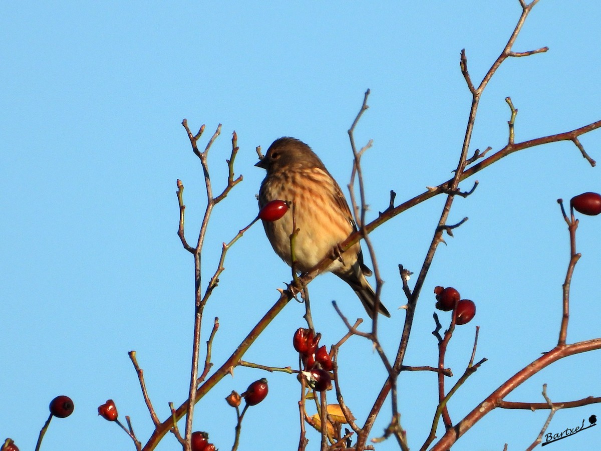 Pardillo Común - ML647412280