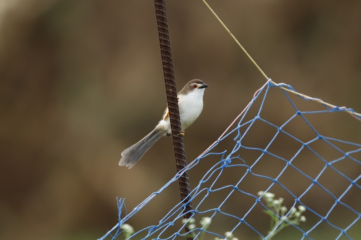 Timalí Ojigualdo - ML647412281