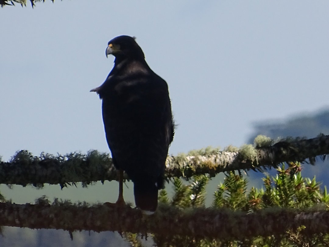 Busardo Urubitinga (urubitinga) - ML647412282