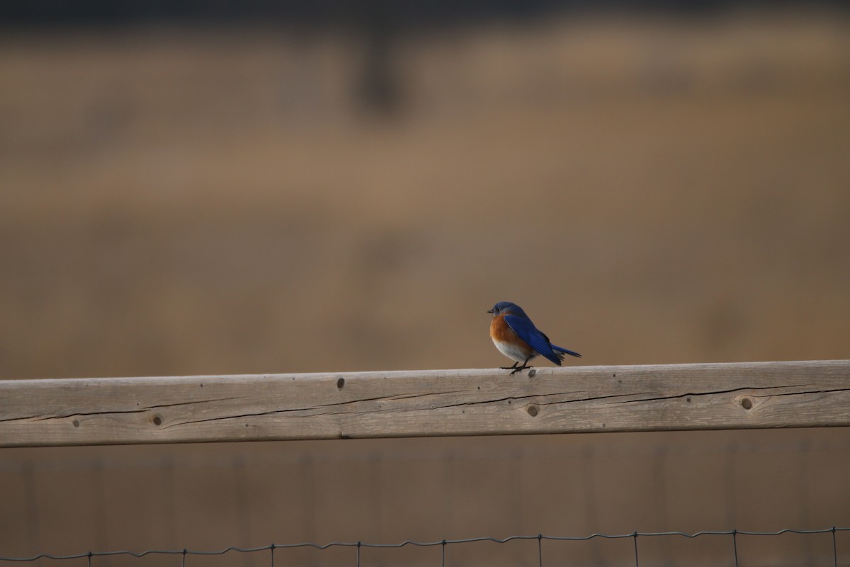 Eastern Bluebird - ML647412284