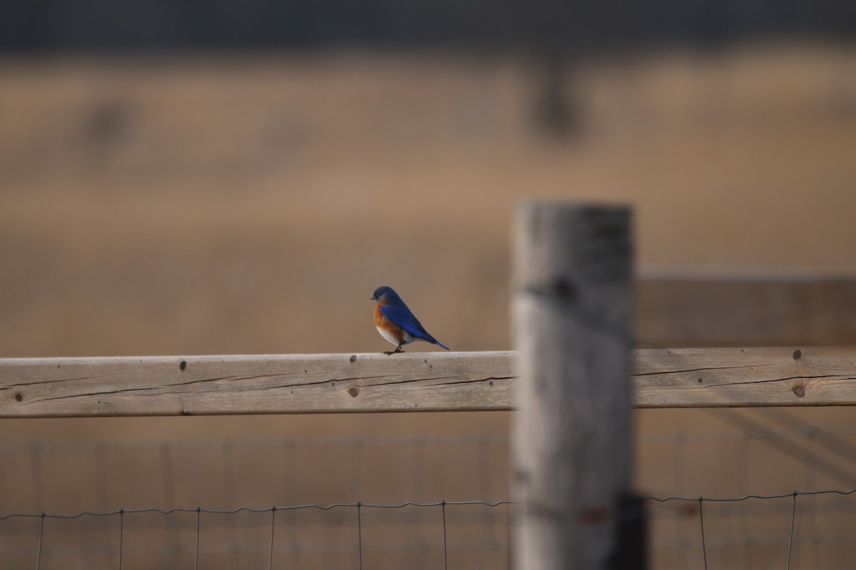 Eastern Bluebird - ML647412285