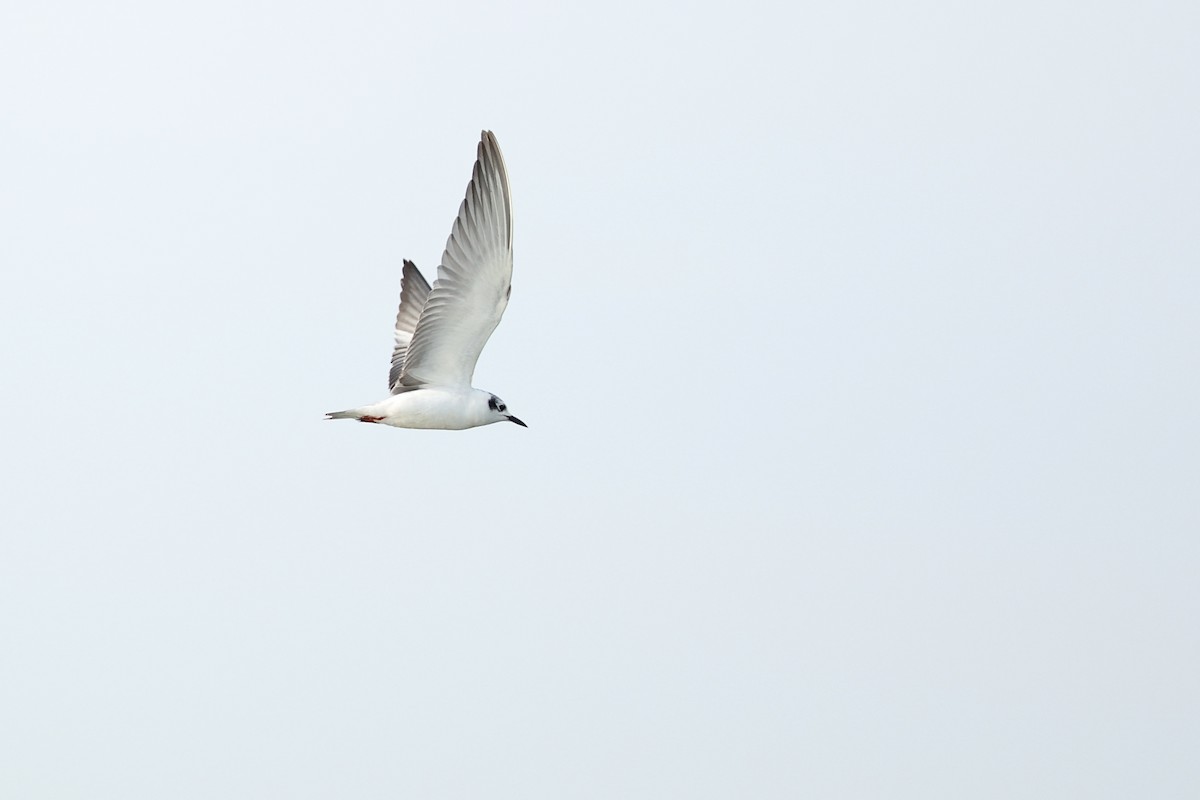 Fumarel Aliblanco - ML647412286